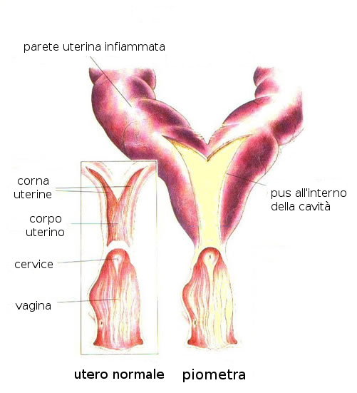 Piometra e utero